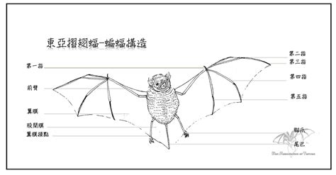 有蝙蝠的地方|蝙蝠在什么地方分布？